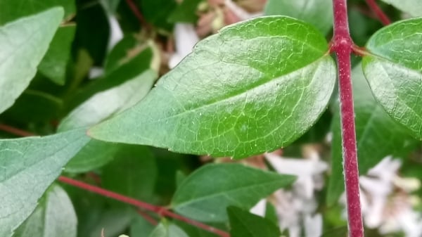 Glossy abelia