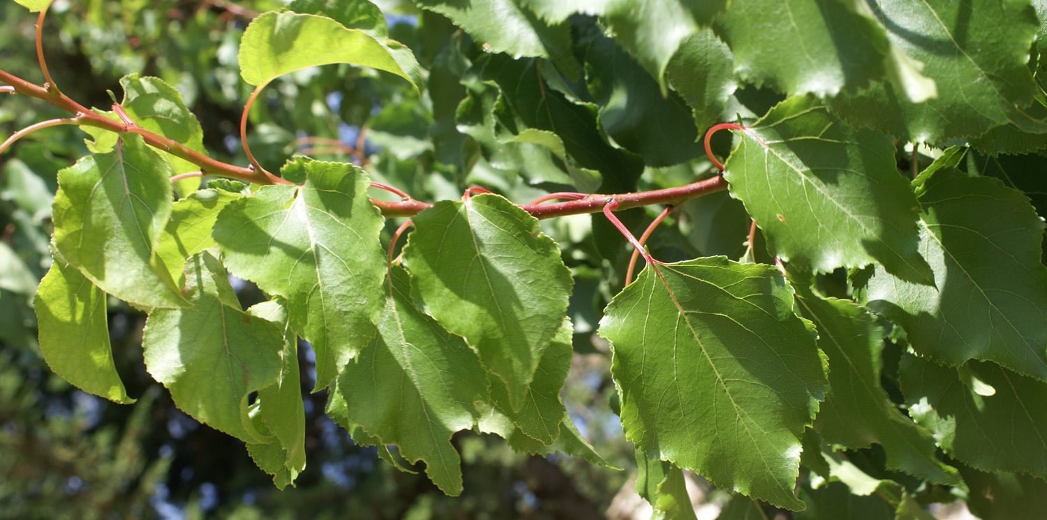 Apricot