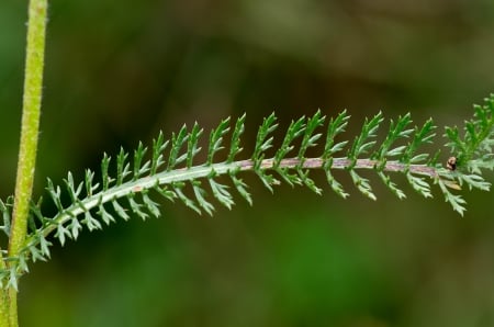 Yarrow