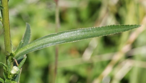 Sneezewort