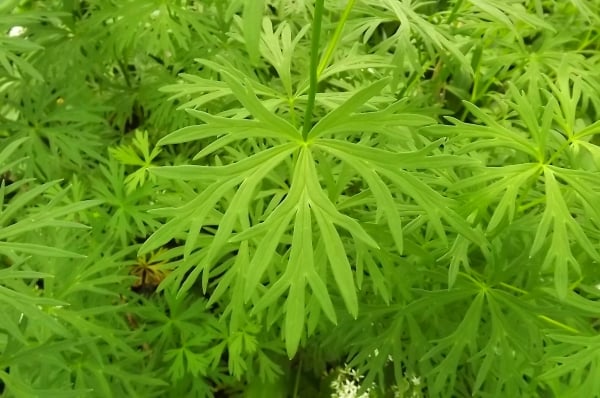 Monkshood