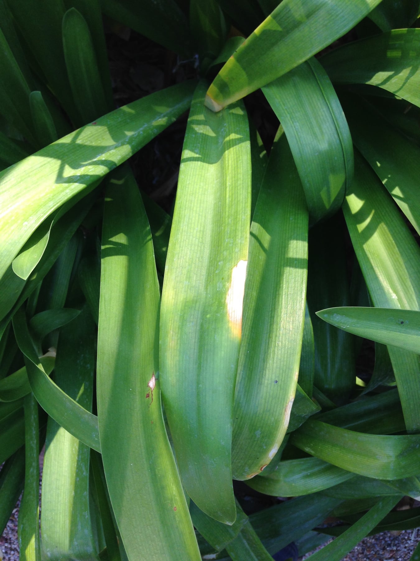 Agapanthus