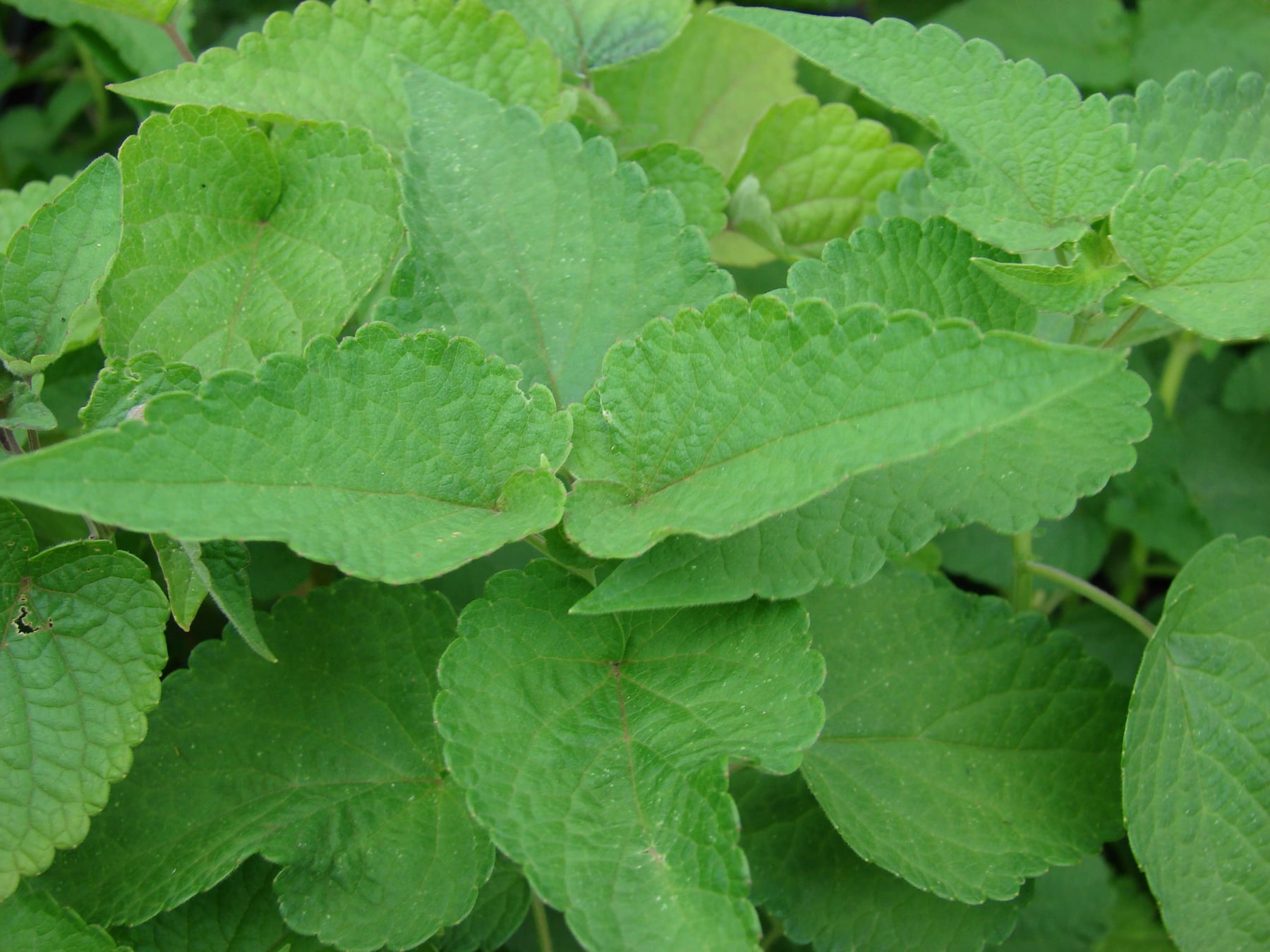 Anise hyssop