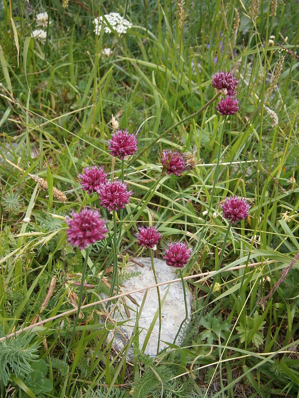 Round-headed leek