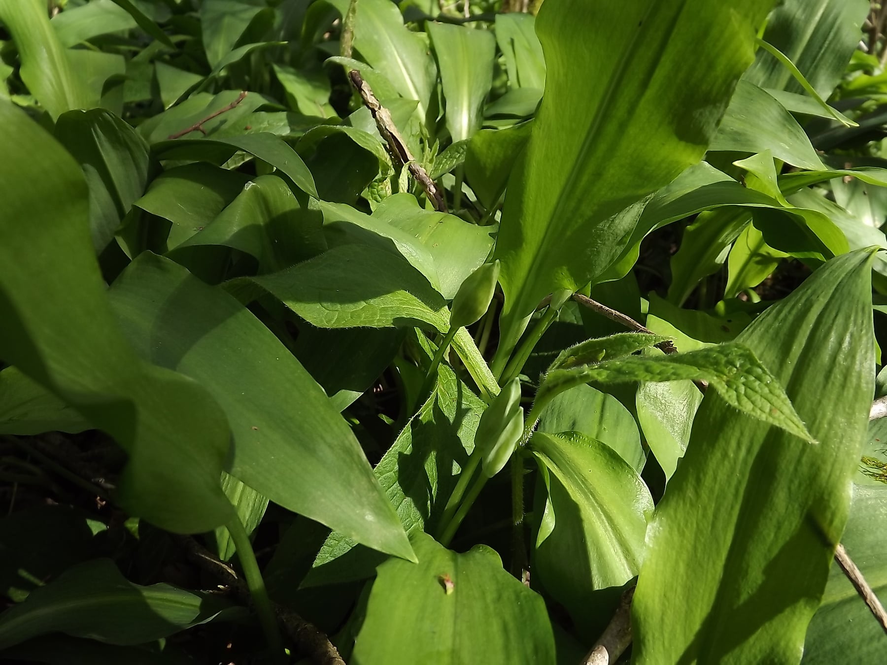 Ramsons