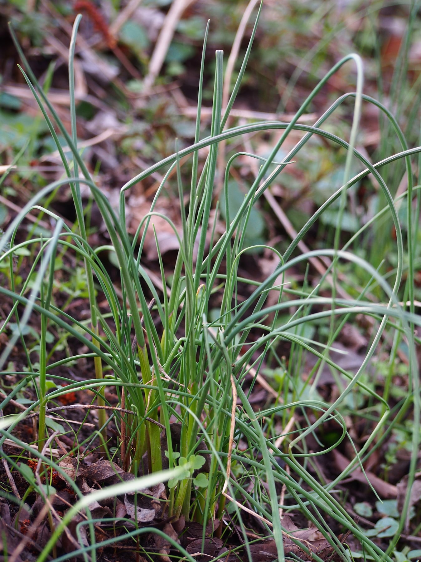 Crow garlic