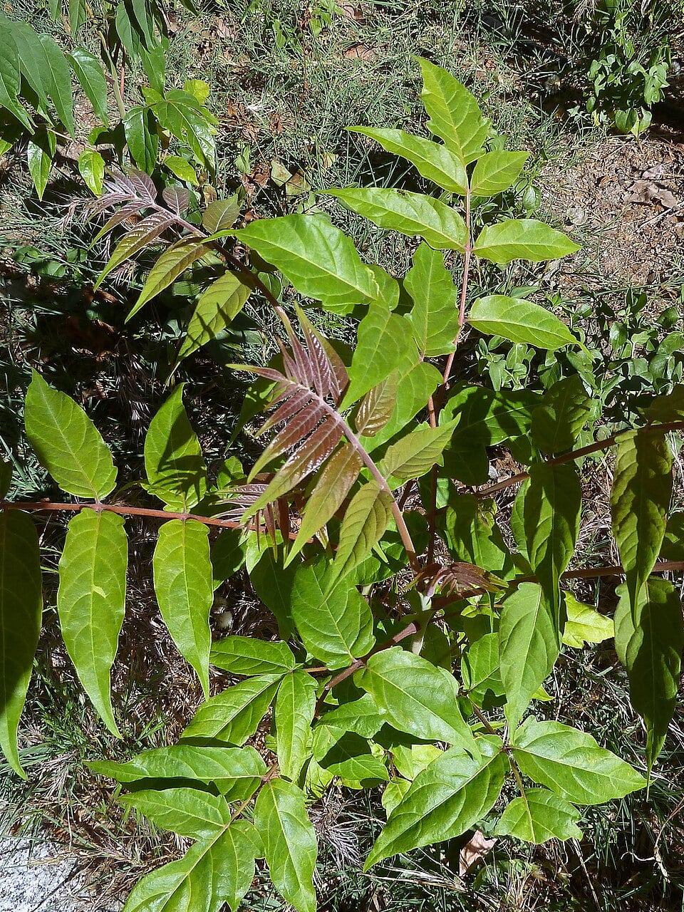 Tree of heaven