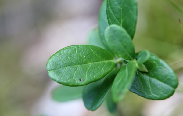 Lingonberry