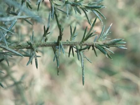 Gorse