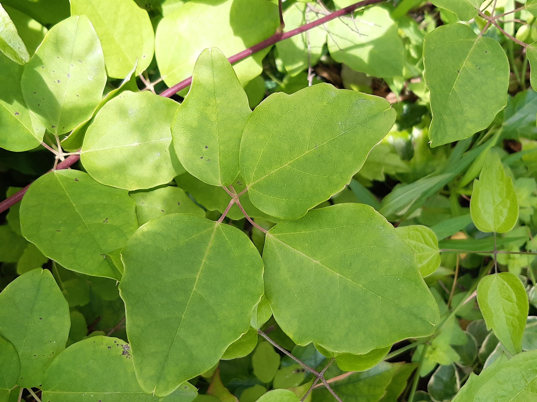 Chocolate vine