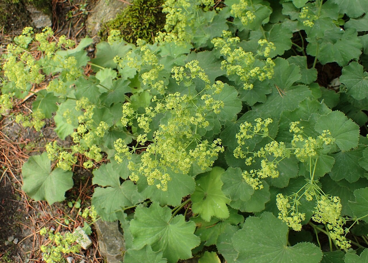 Lady's mantle