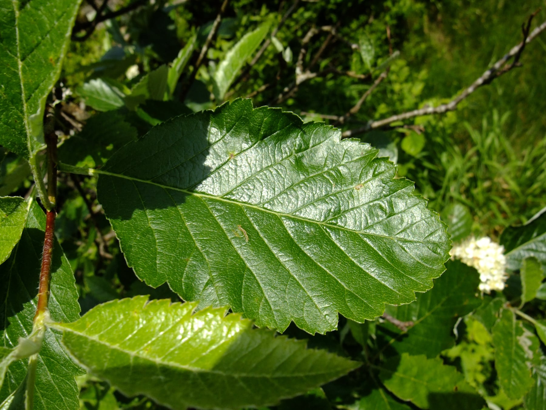 Whitebeam