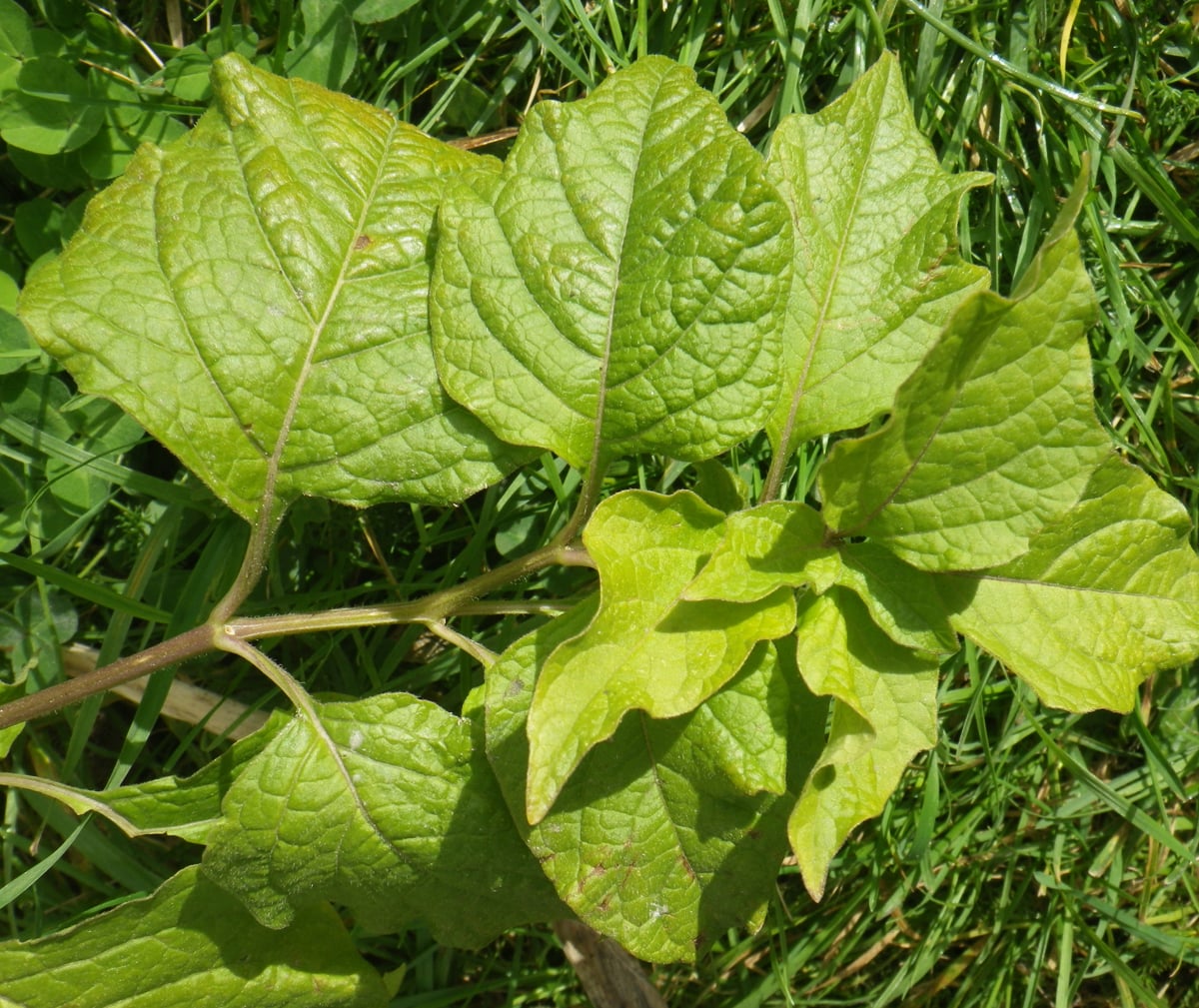 Chinese lantern