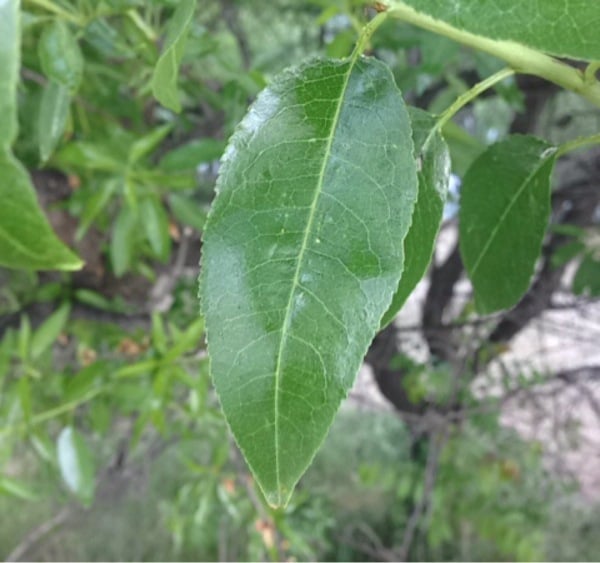 Almond