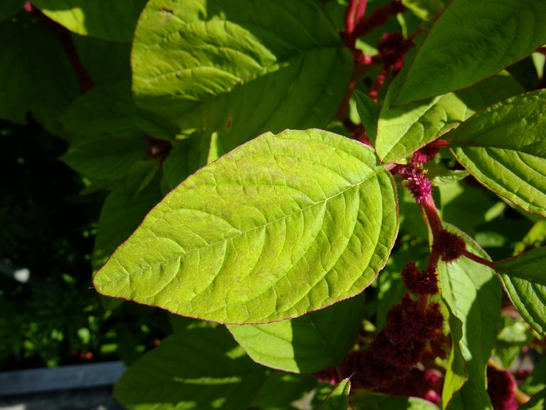 Love-lies-bleeding