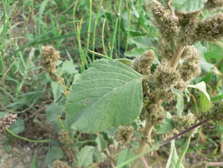 Redroot amaranth