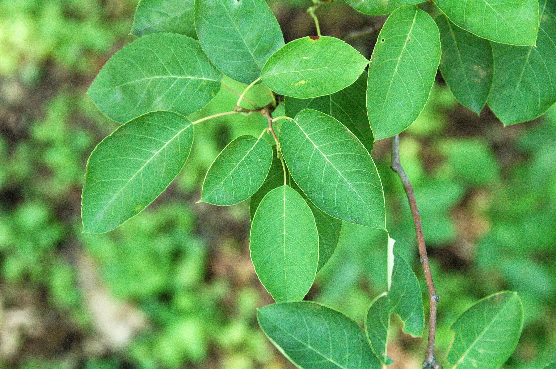 Canadian serviceberry
