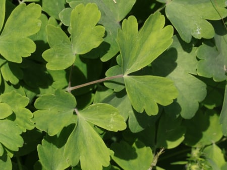 Columbine