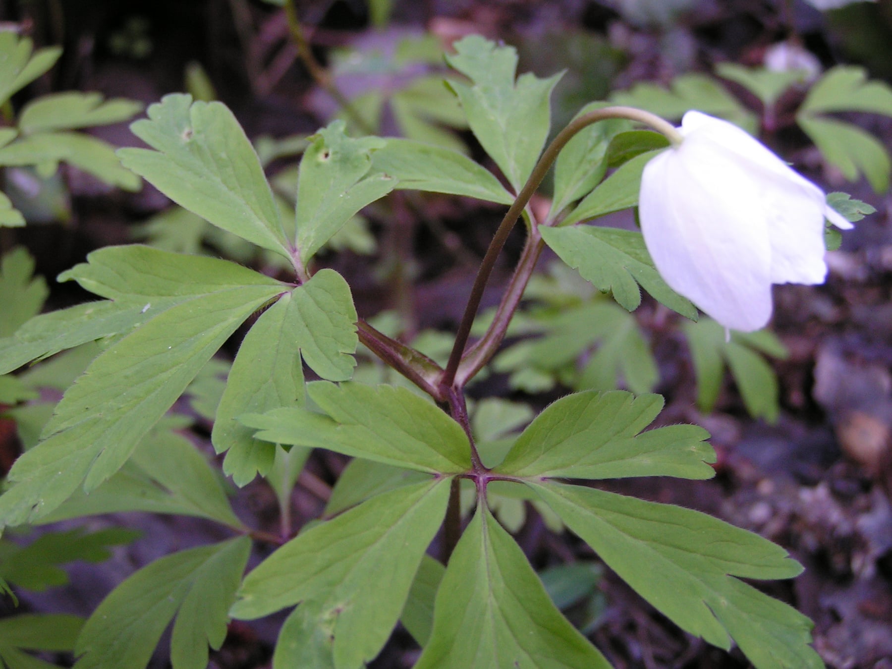 Wood anemone