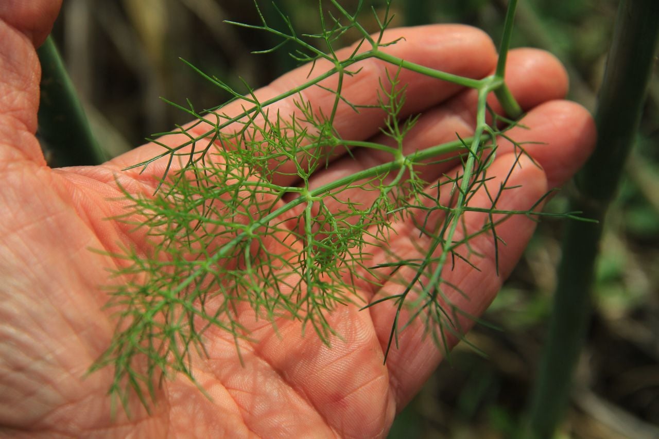 Dill