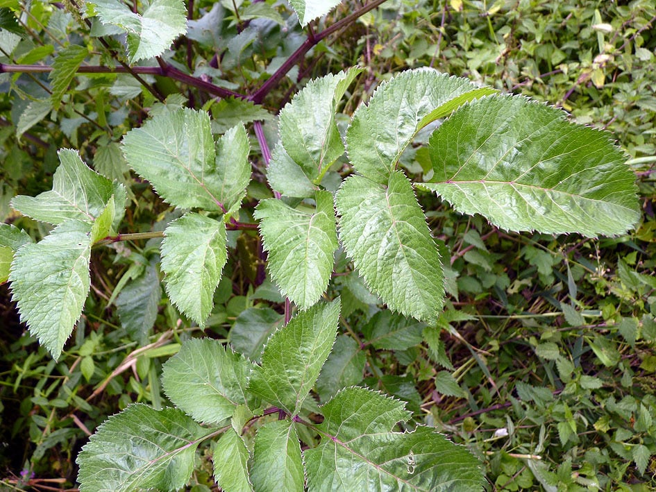 Wild angelica