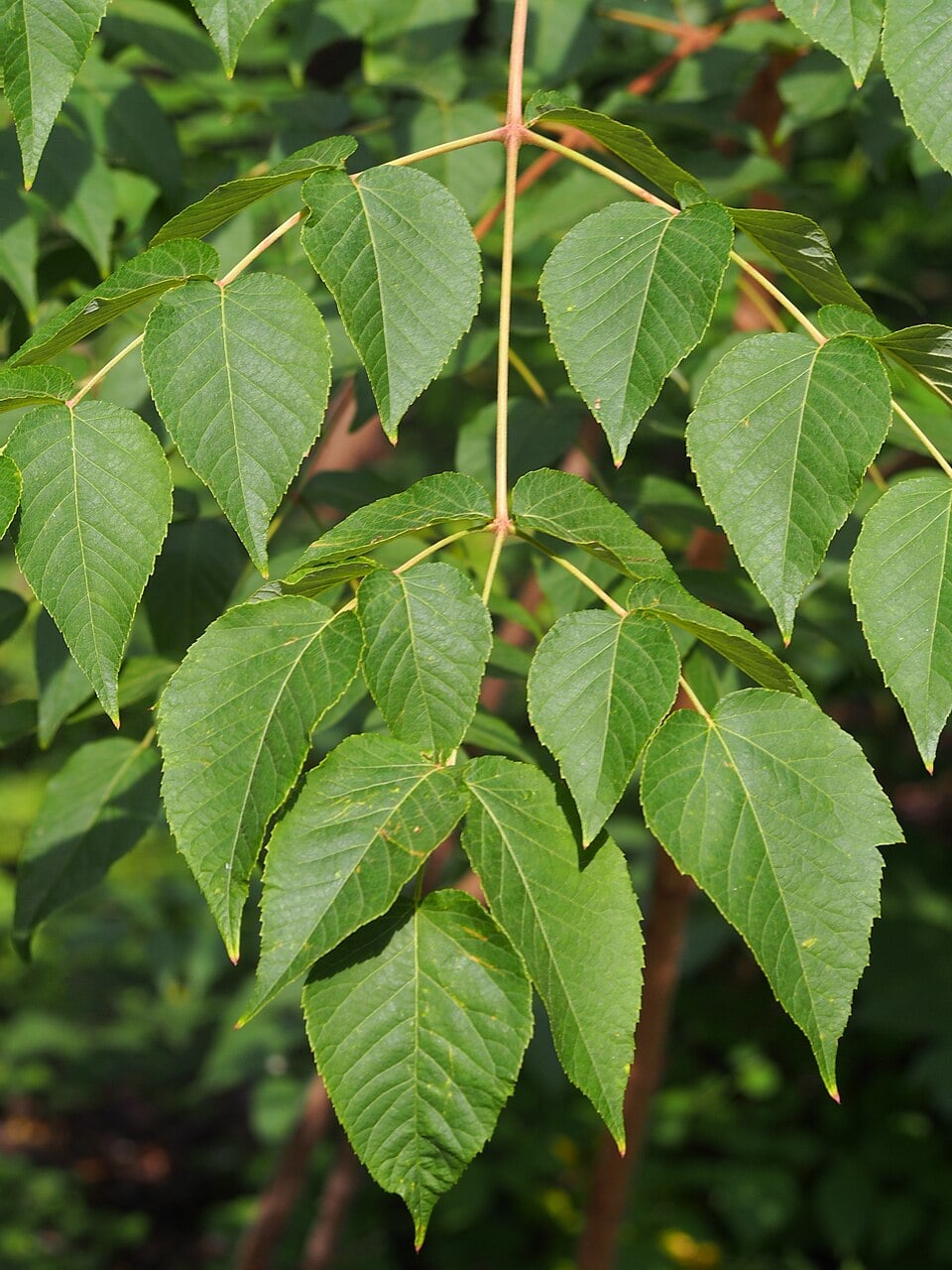 Japanese angelica tree