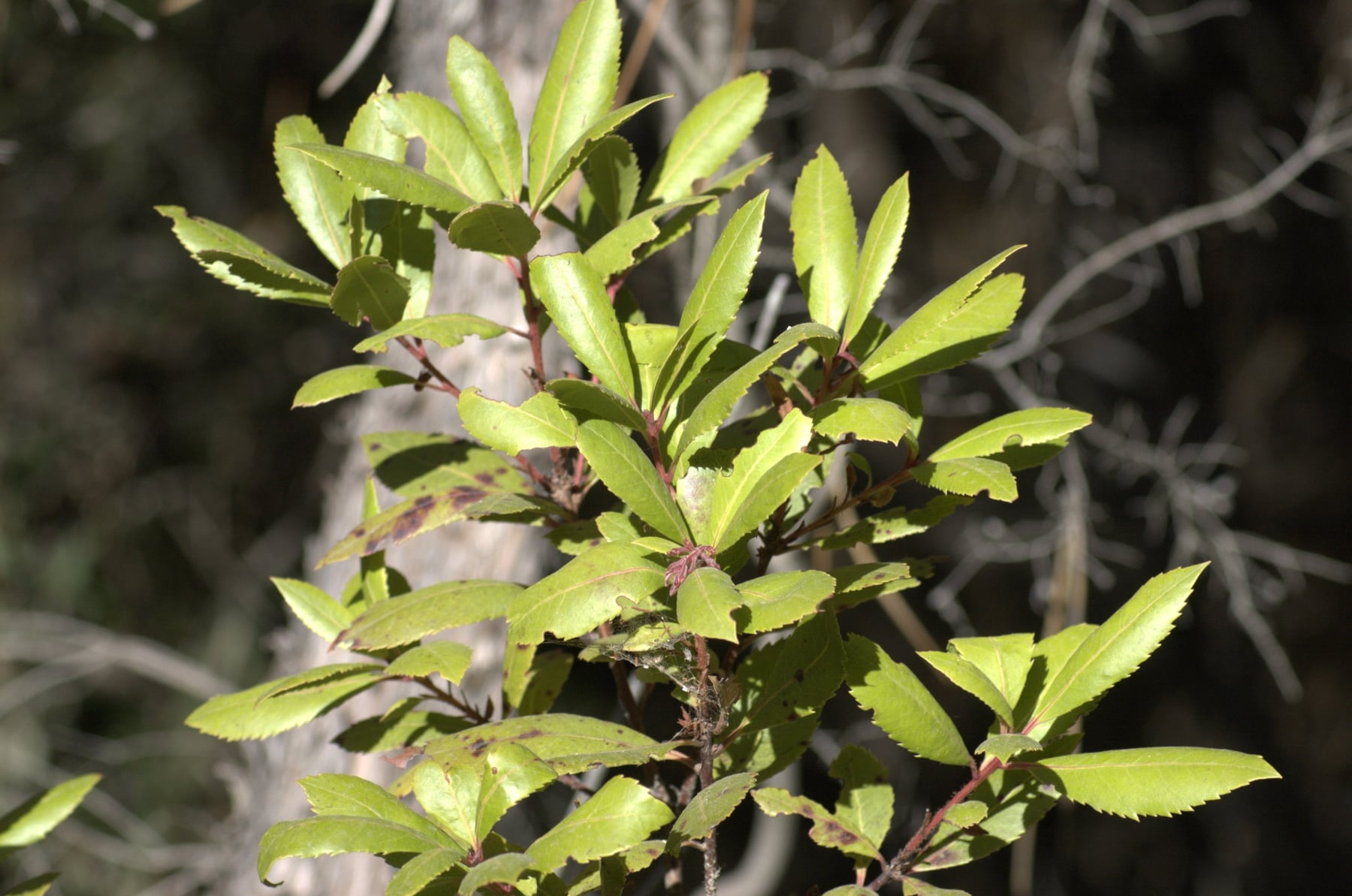 Strawberry tree
