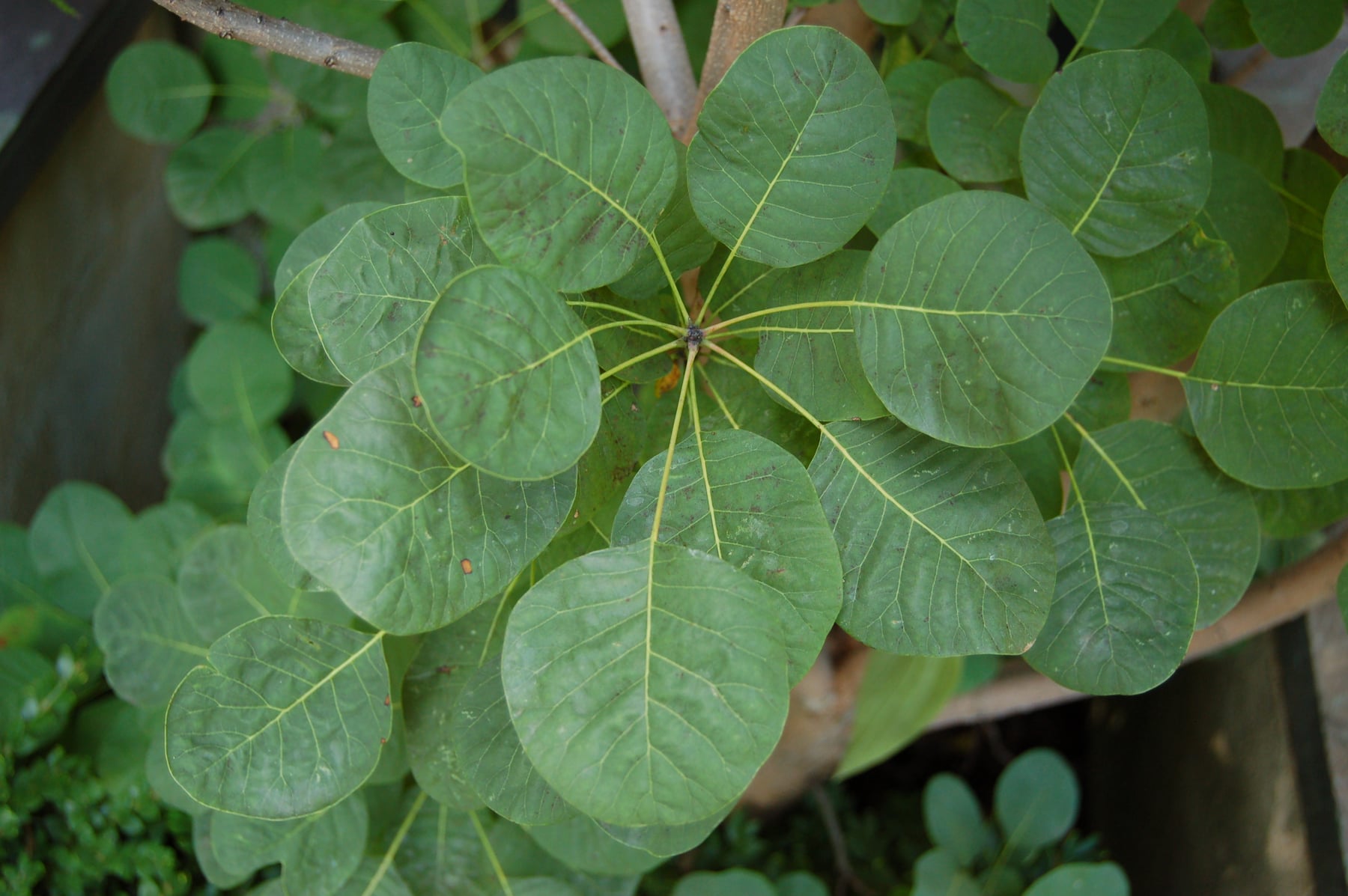 Golden Spirit ('Ancot')