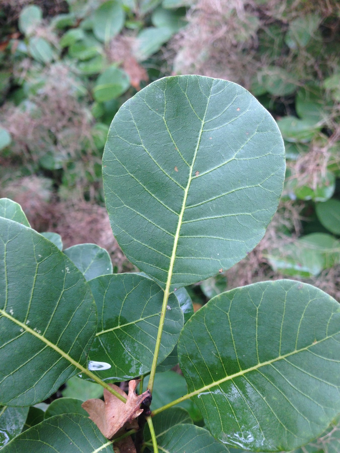Smoke bush