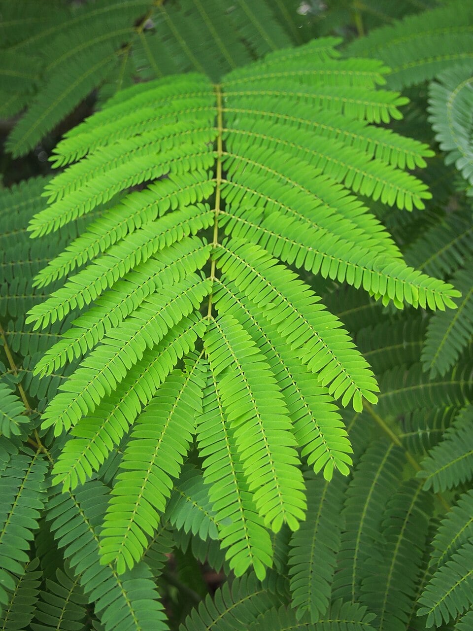 Silk tree