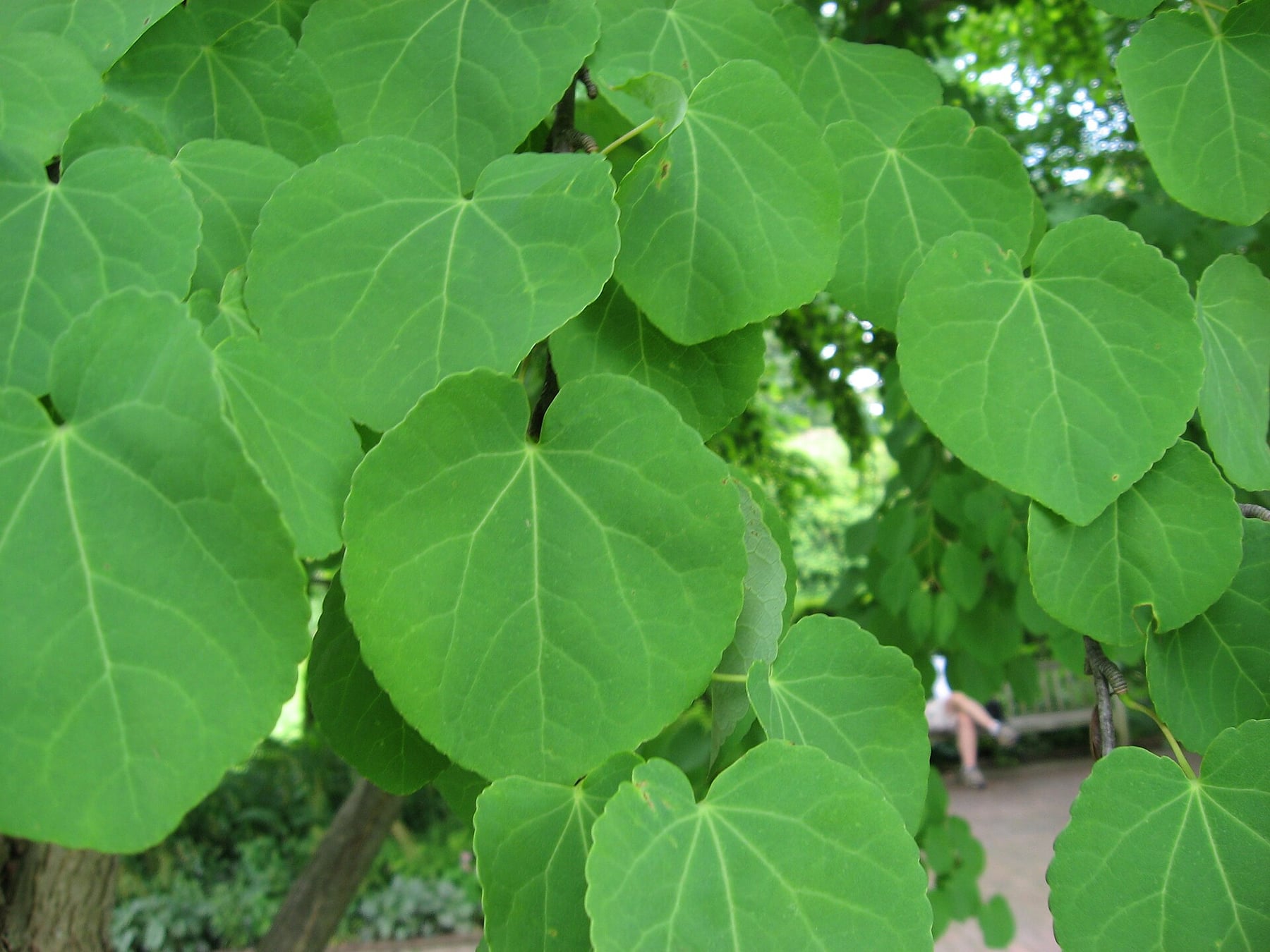 Katsura tree