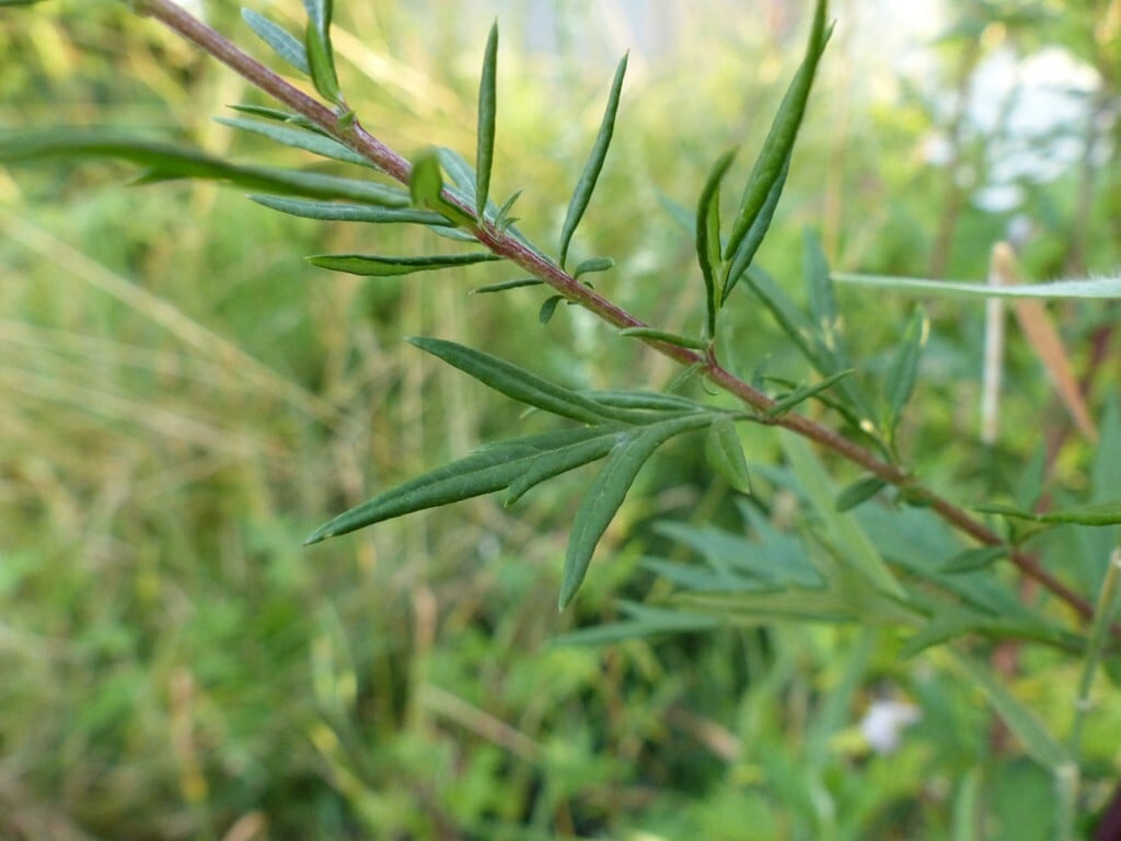 Mugwort
