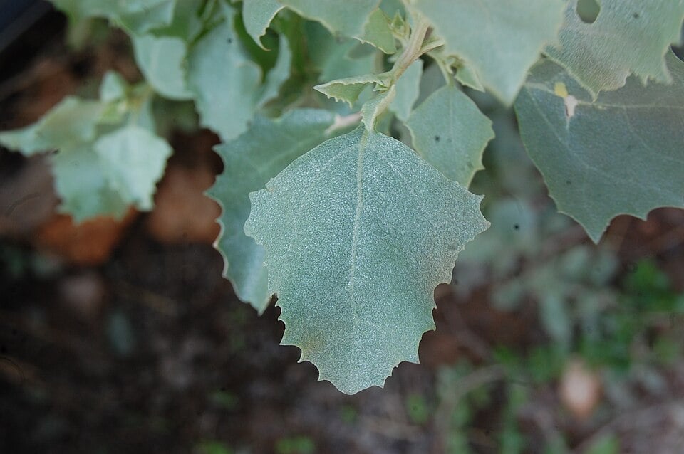 Mediterranean saltbush