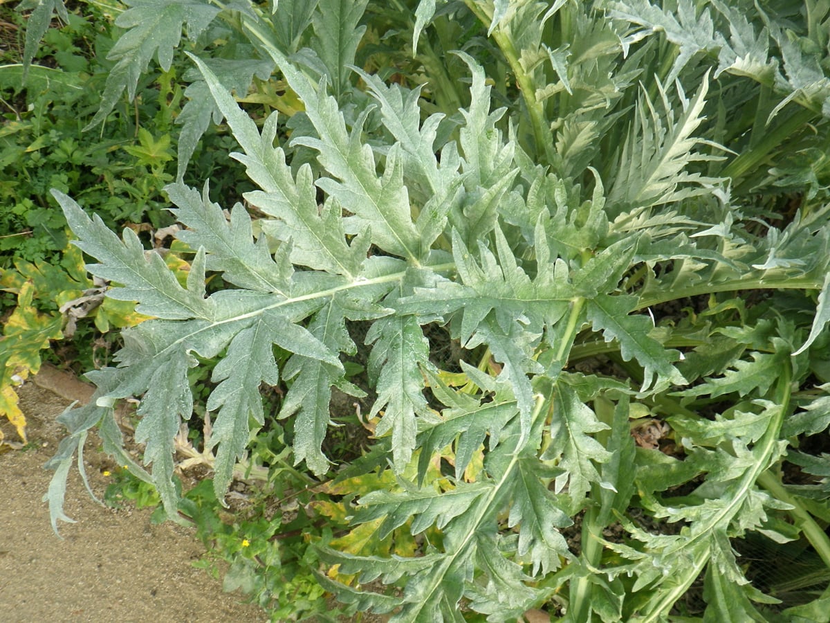 Globe artichoke
