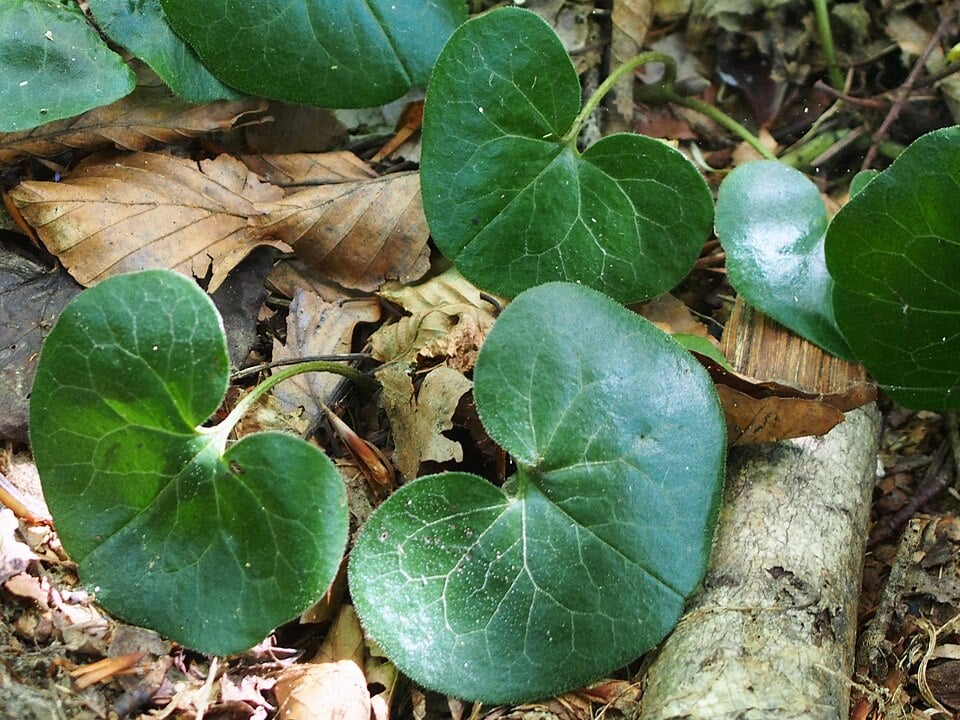 Asarabacca