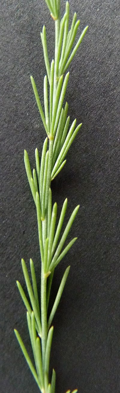 Asparagus