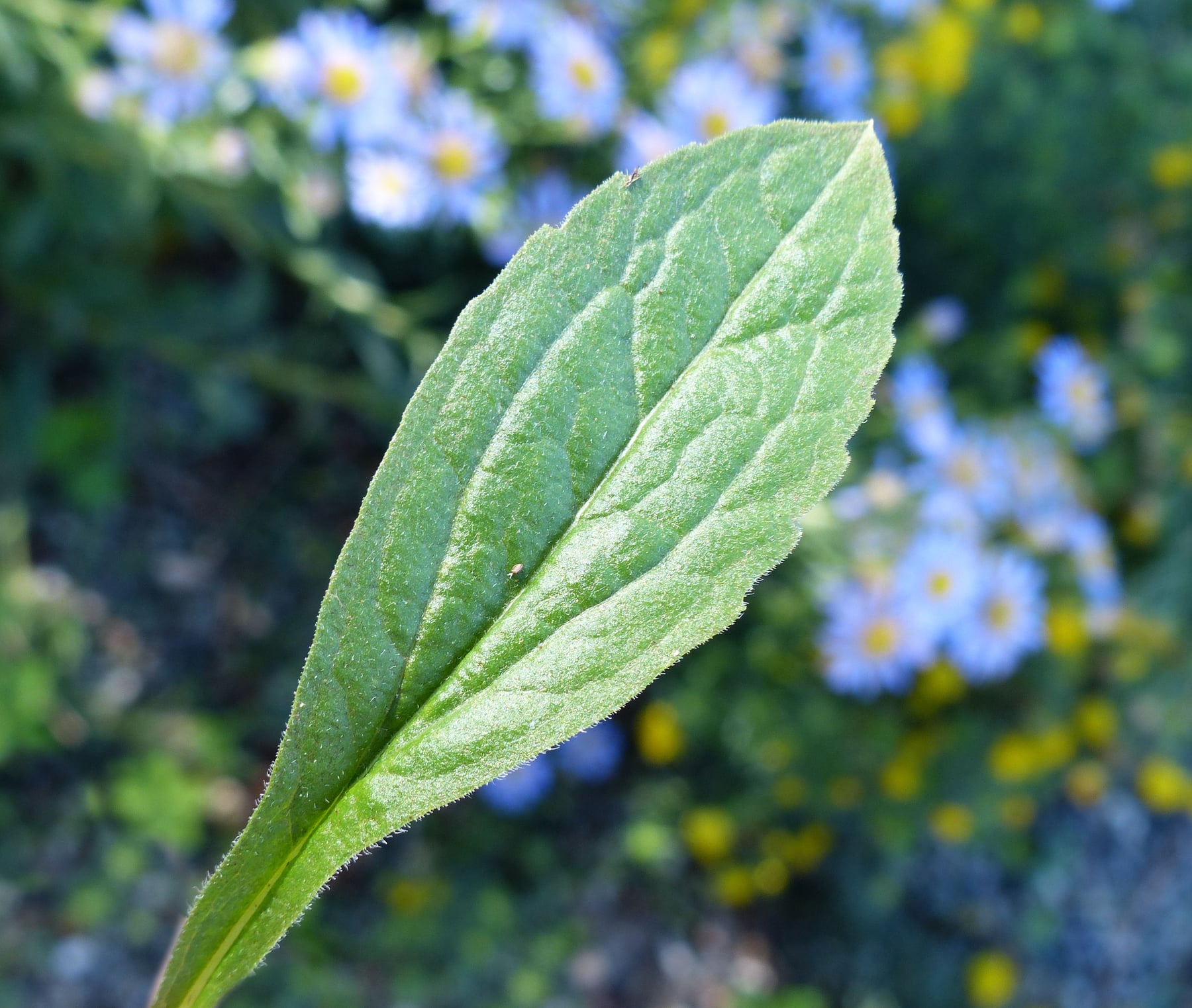 Italian aster