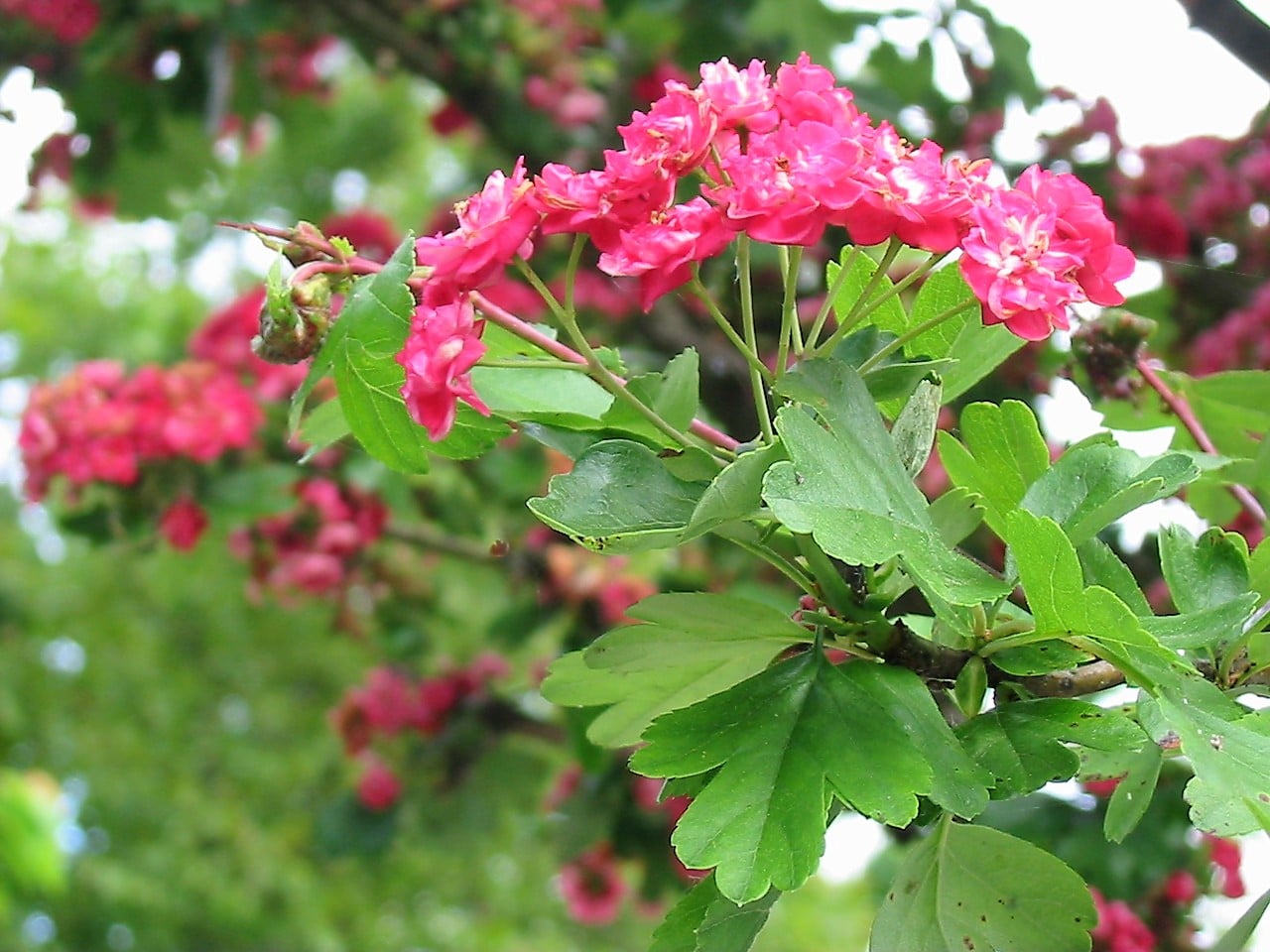 'Paul's Scarlet'