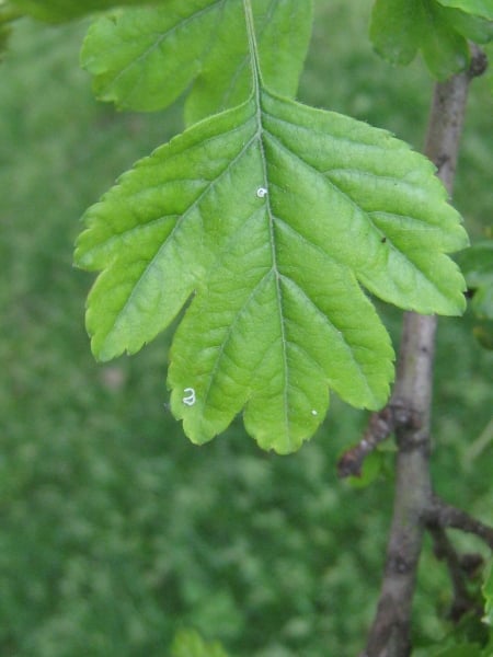 Midland hawthorn