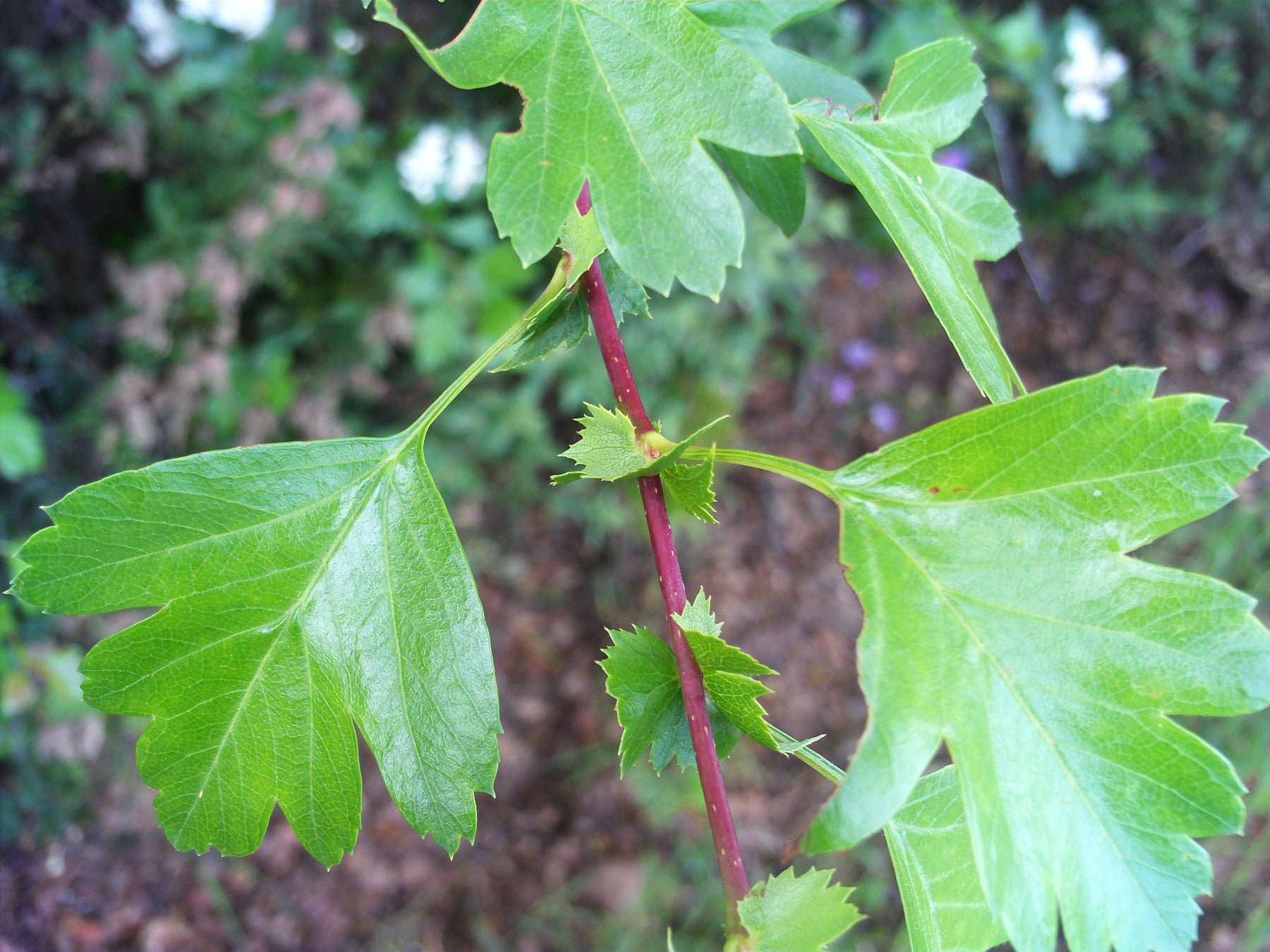 Common hawthorn