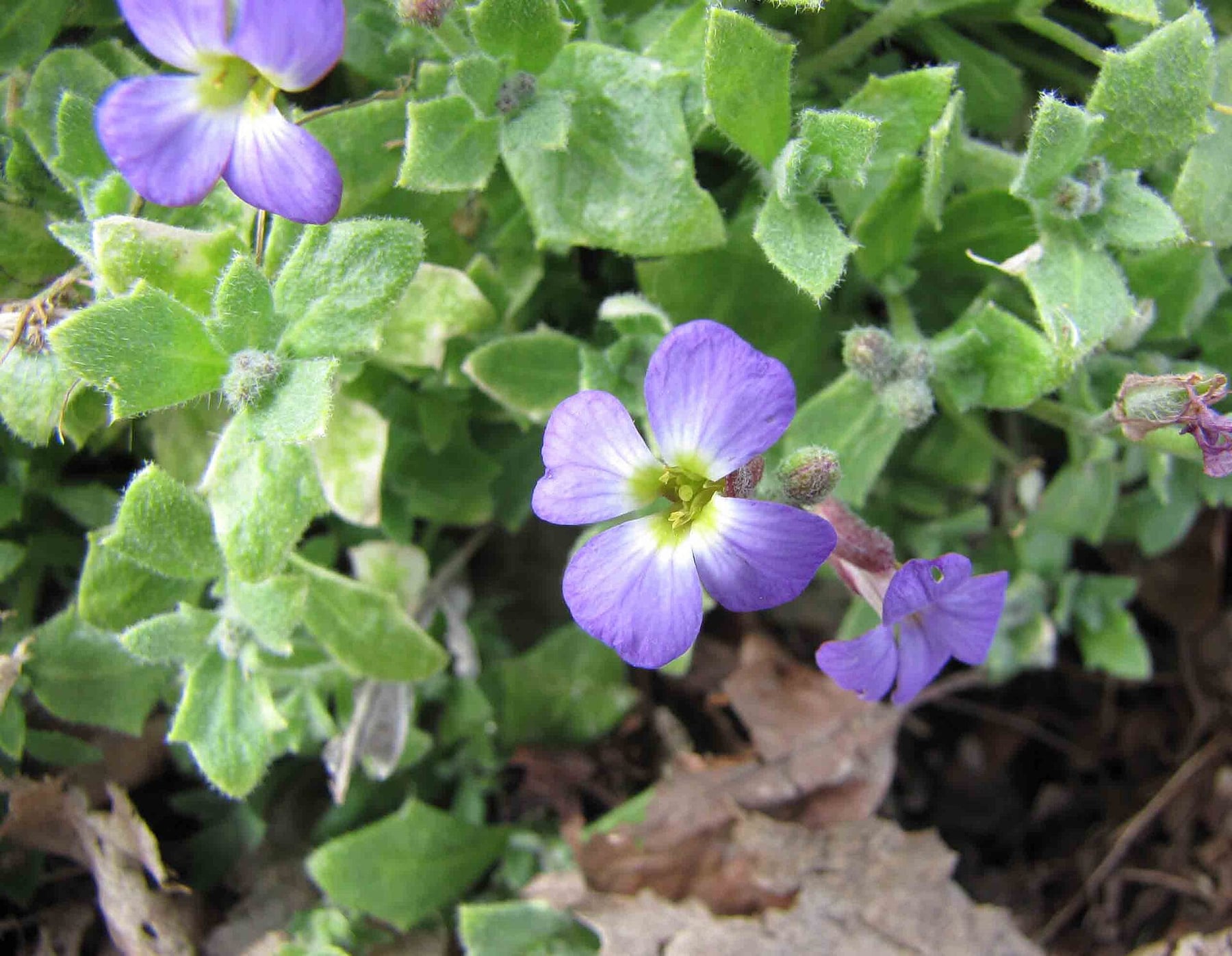 Aubrieta