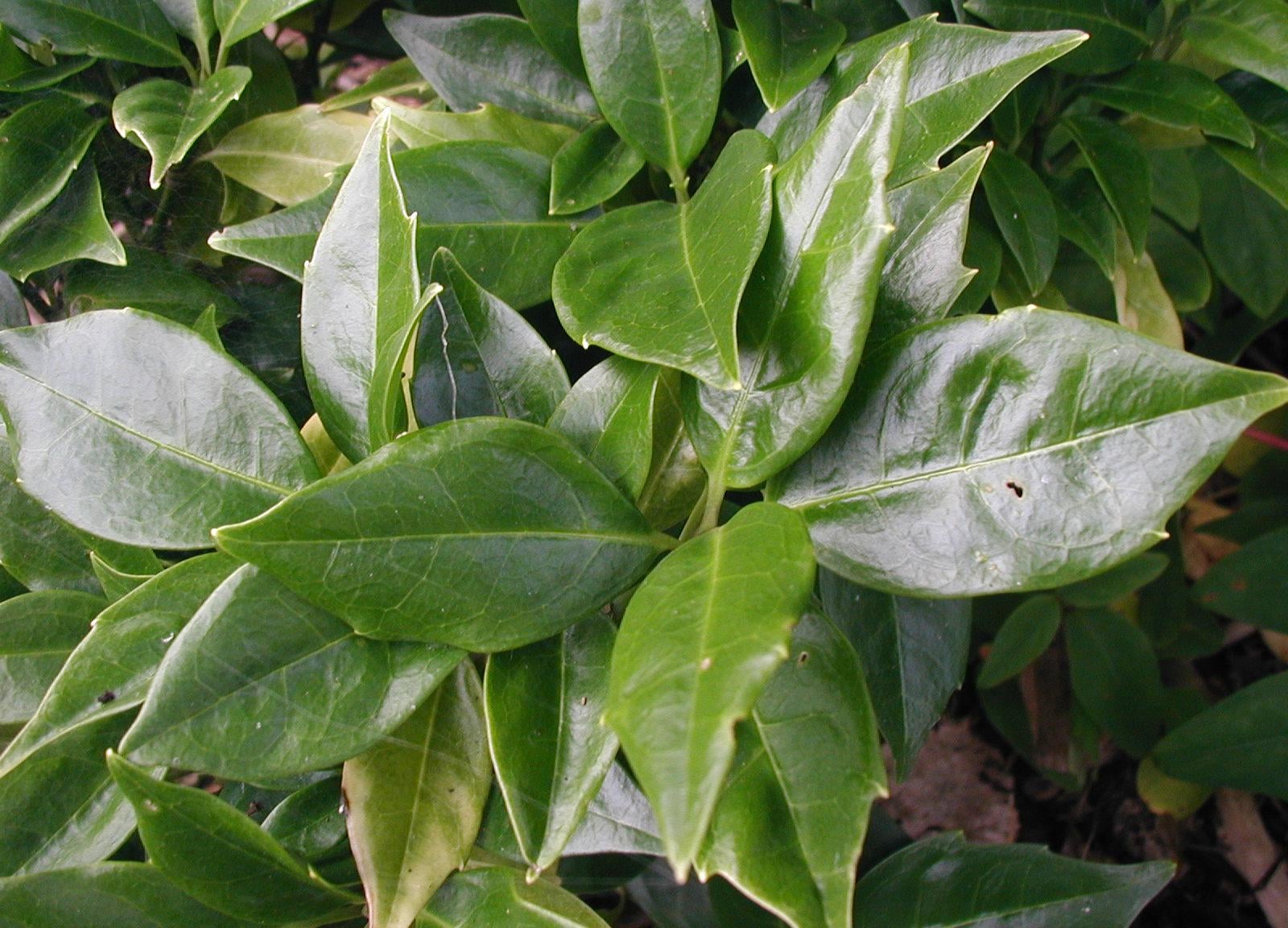 Spotted laurel