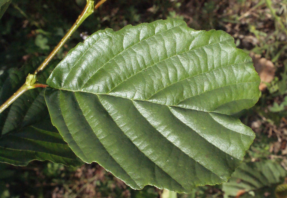 Common alder