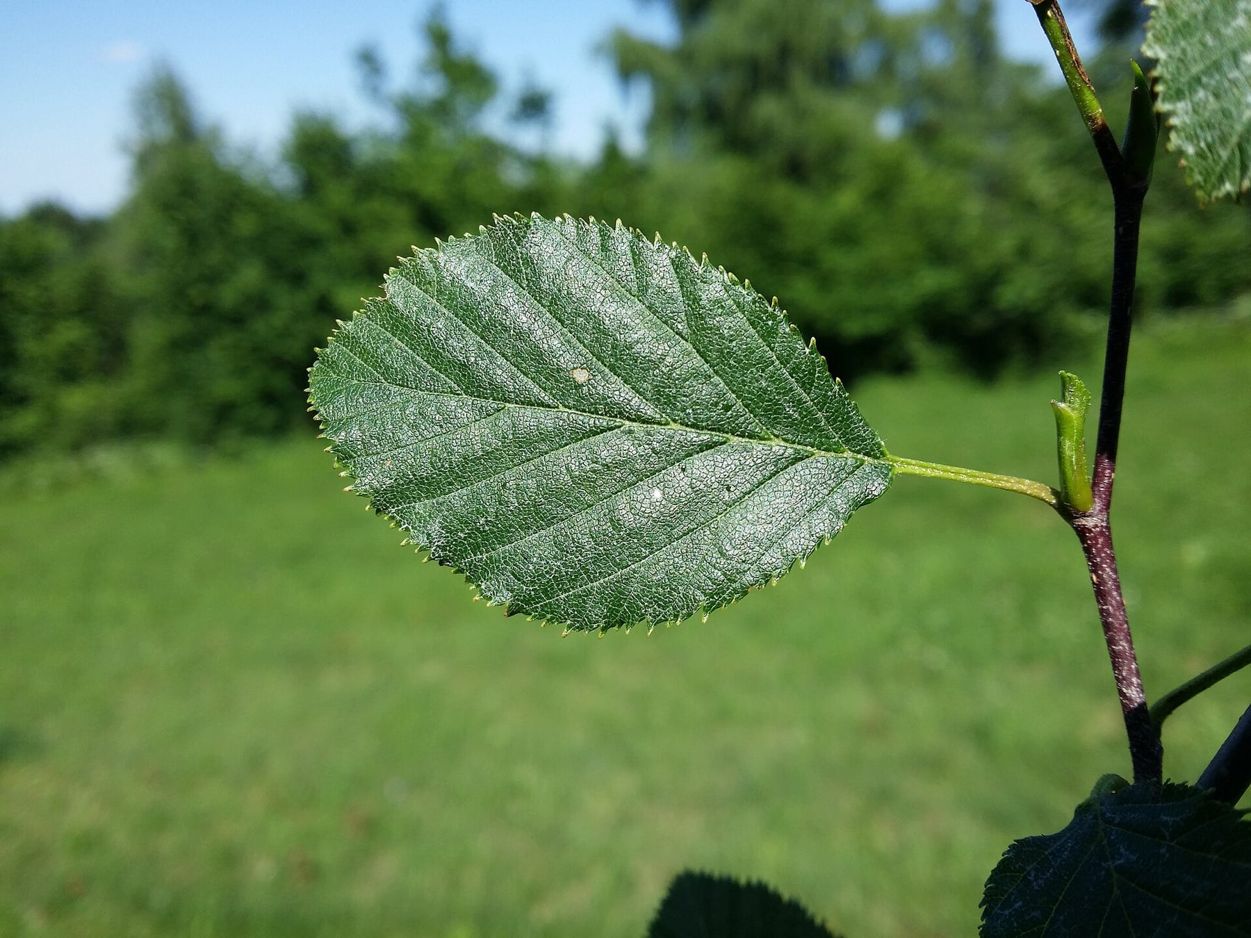 Green alder