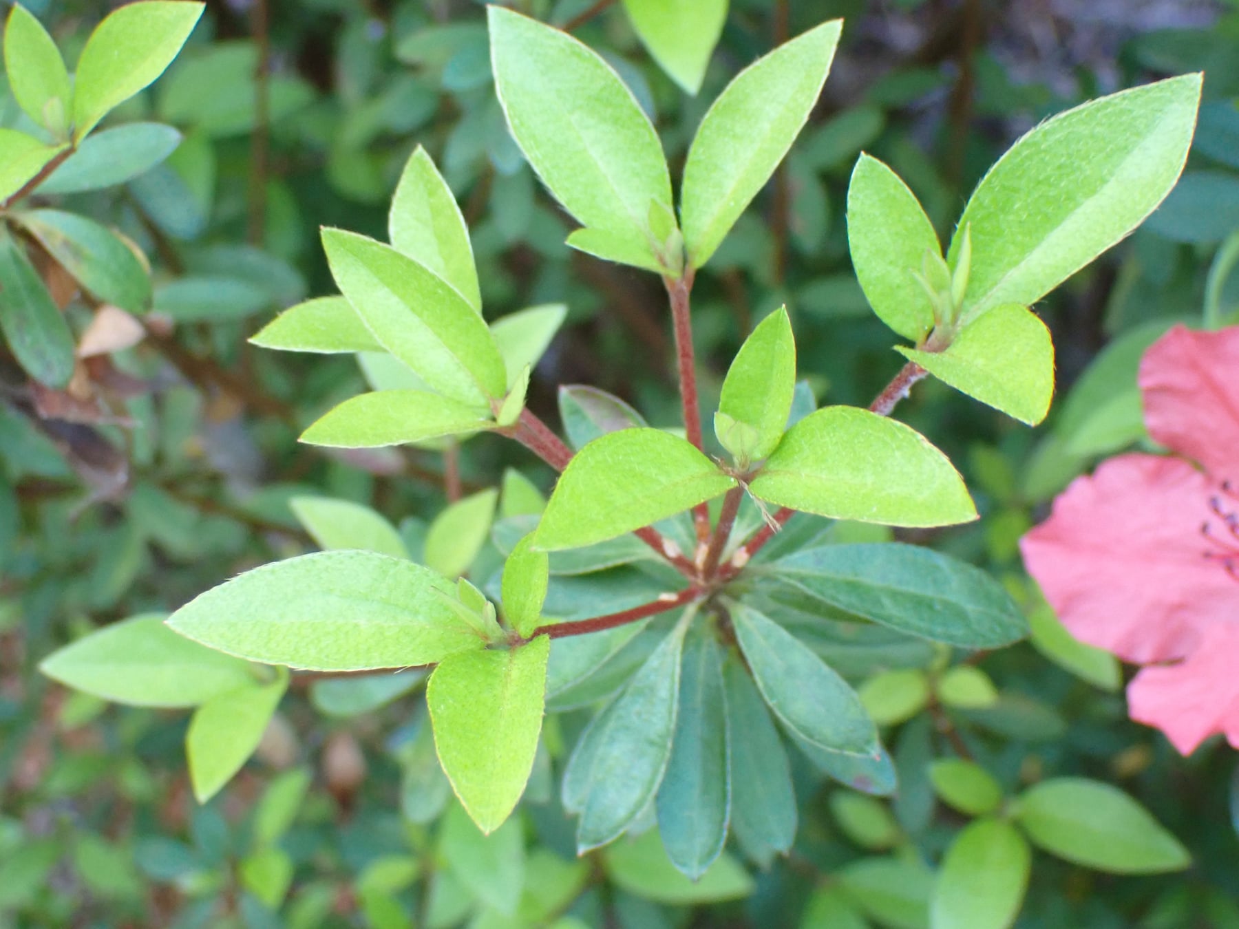 Indian azalea