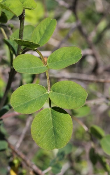 Bladder senna