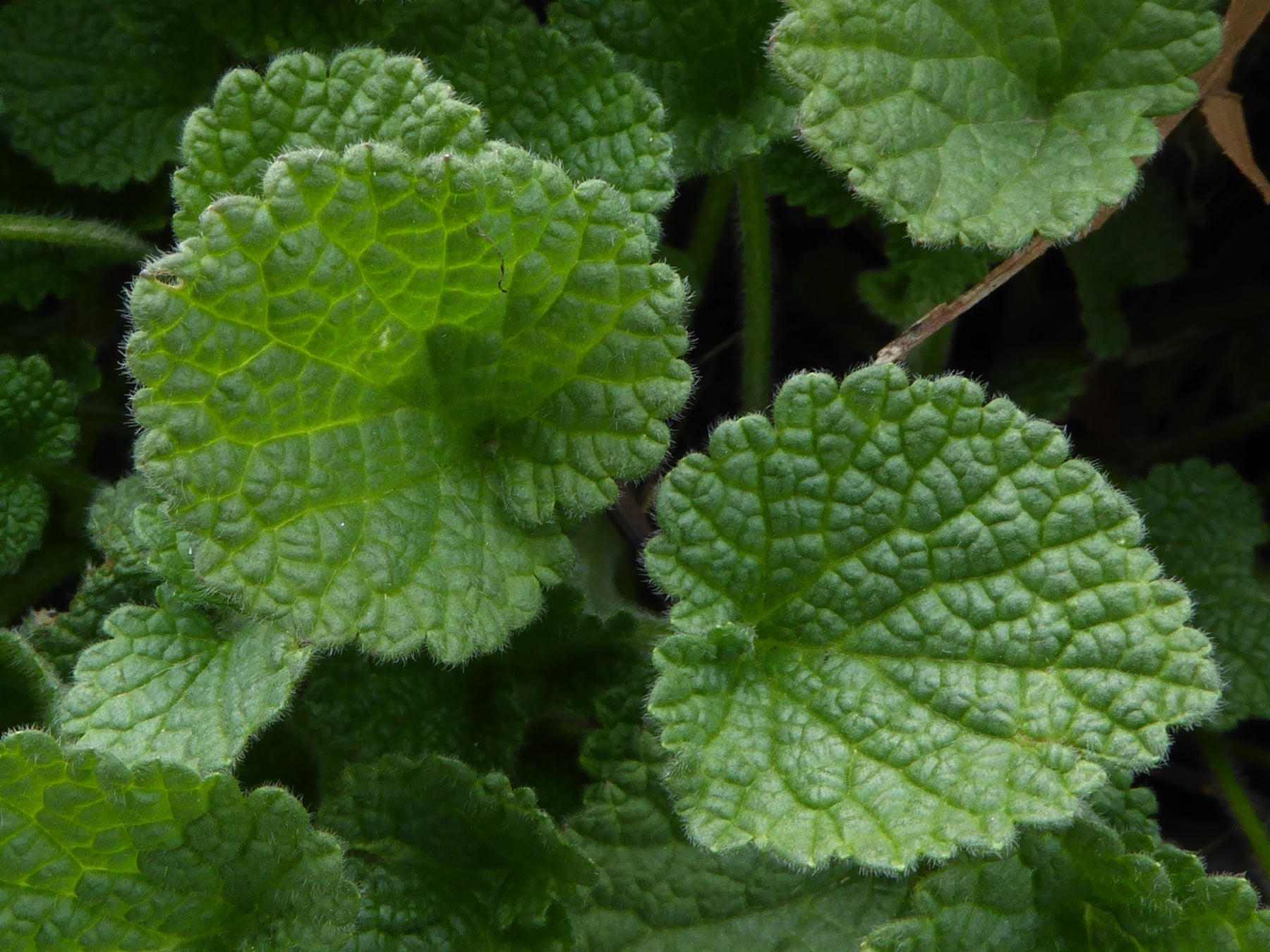 Black horehound