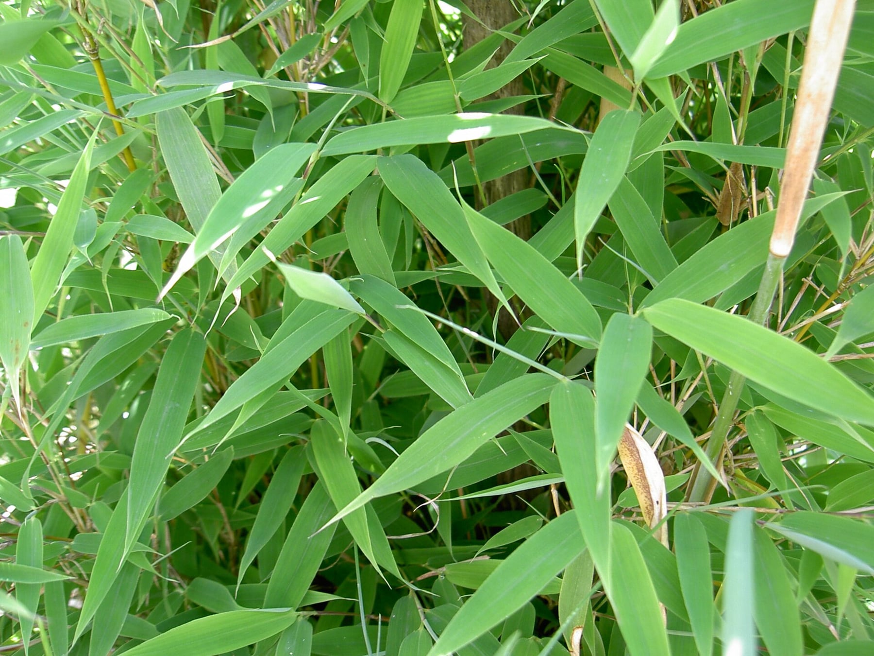Umbrella bamboo
