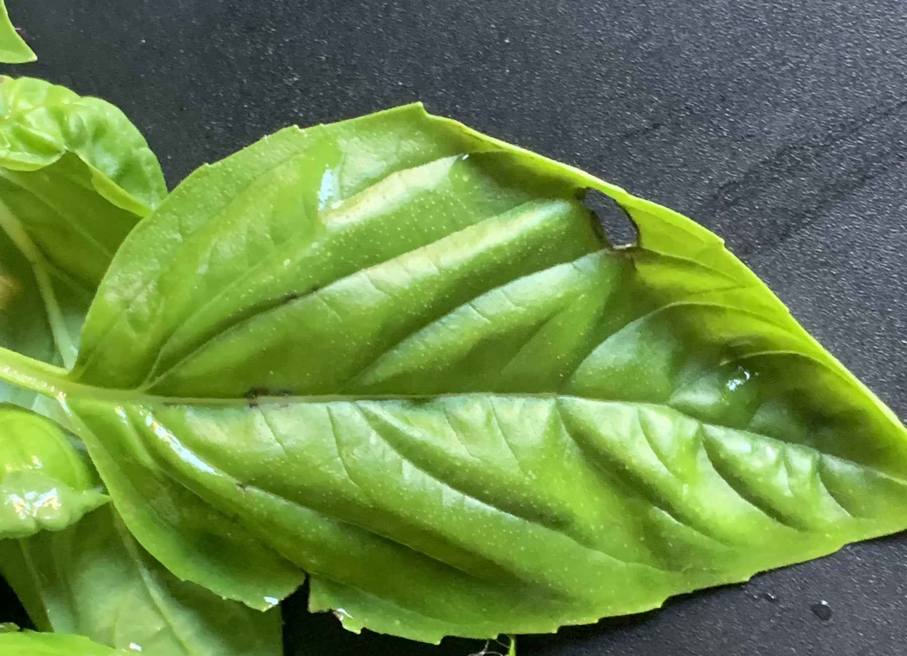 Basil