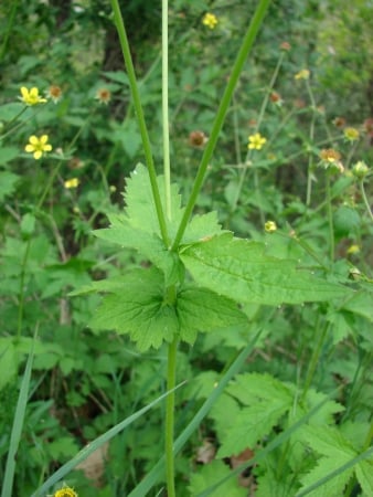 Wood avens